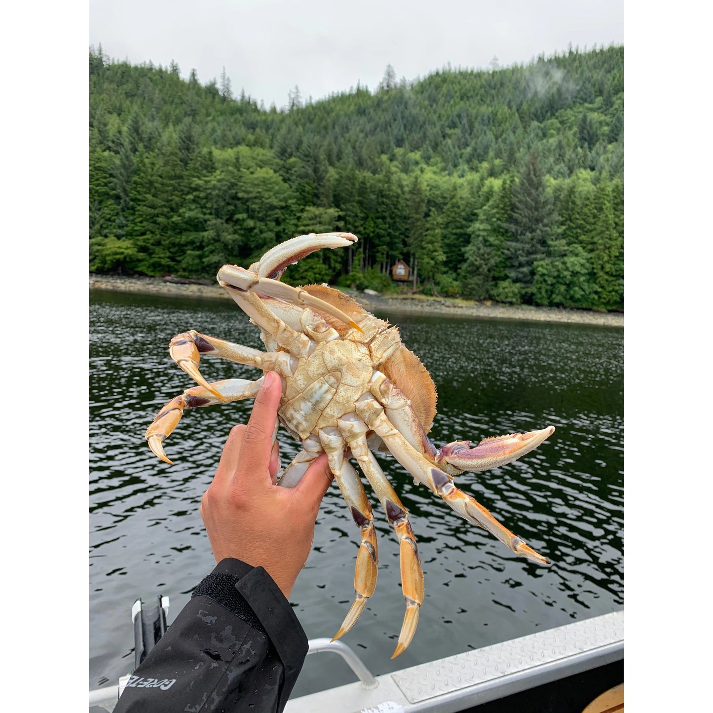 (2pc Bundle) Crab Snare PRO The Kraken Made in USA