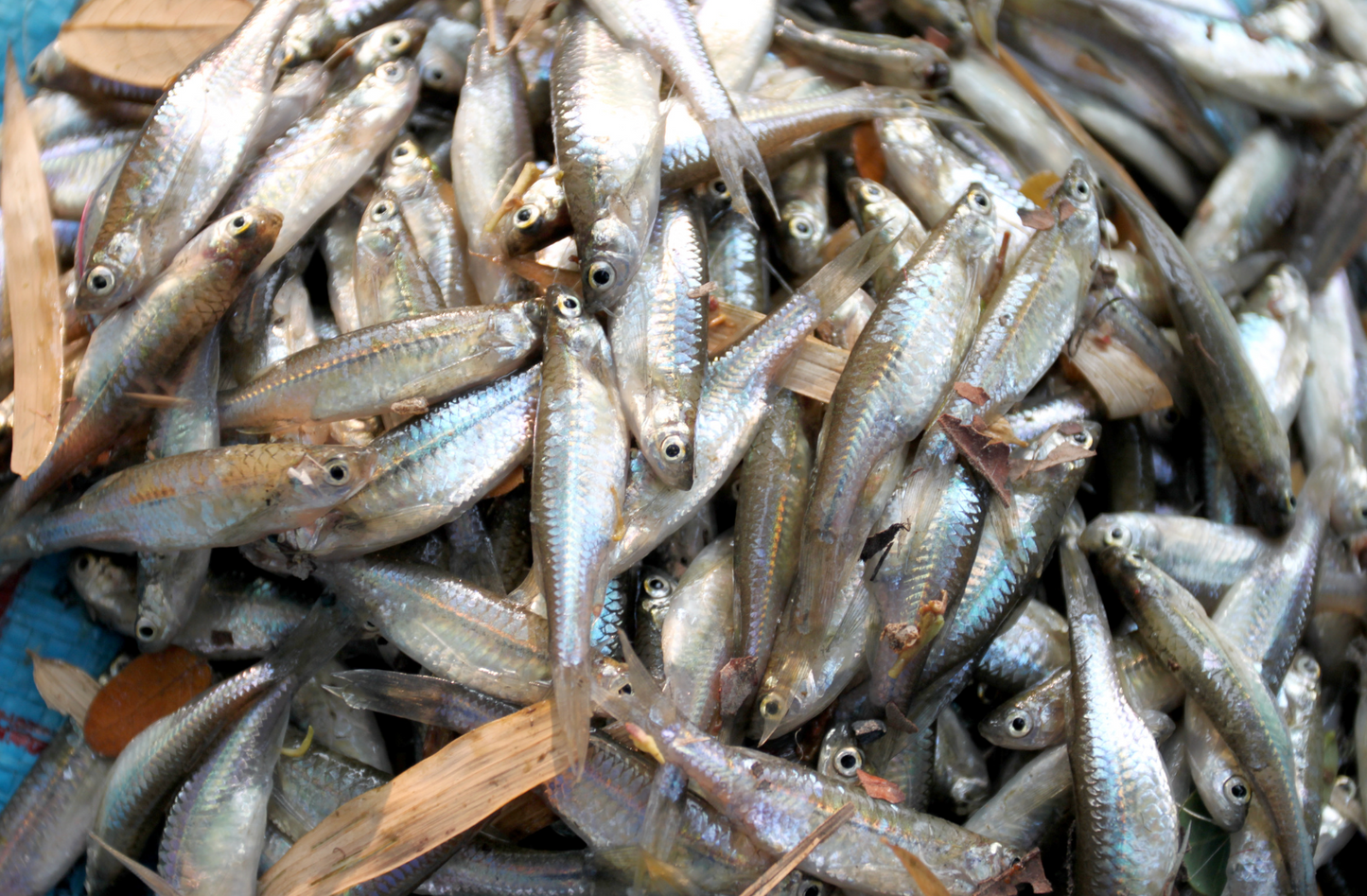 10 PACK Minnow Trap Galvanized Steel (1 Inch Entry Hole) Bait Traps