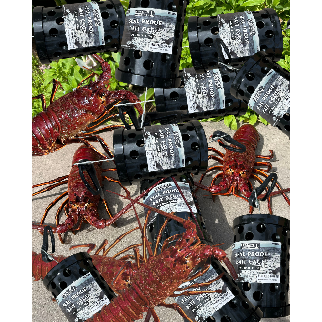 10 Pack Seal Proof Bait Cage Bundle