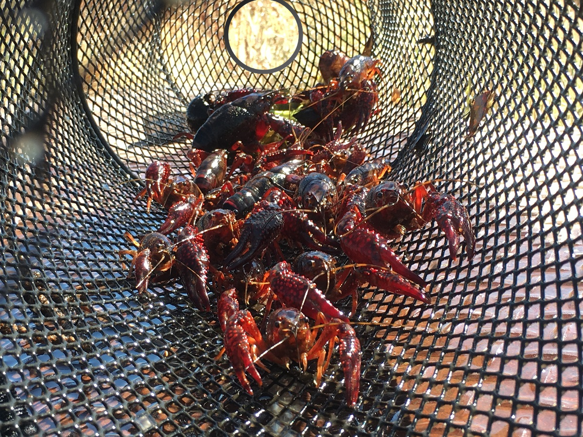 10 Pack Crawfish Torpedo Trap