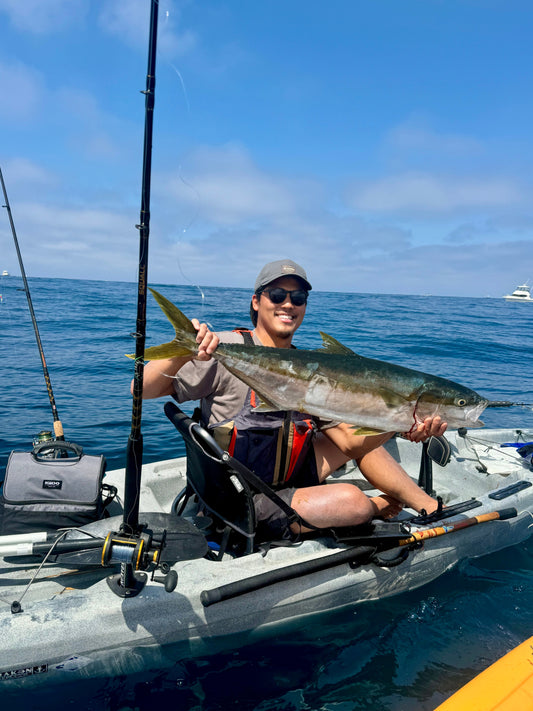 La Jolla Yellowtail