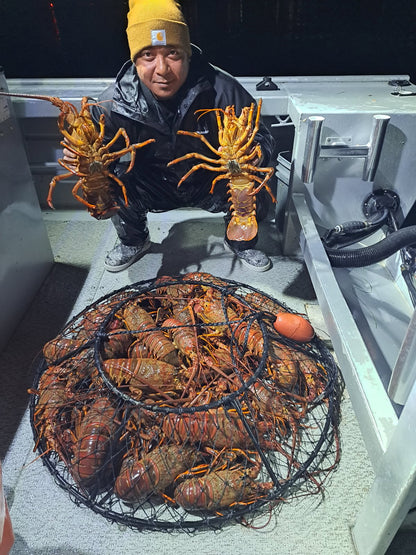 5 PACK Fathom Trap 36 Inch Hoop Net